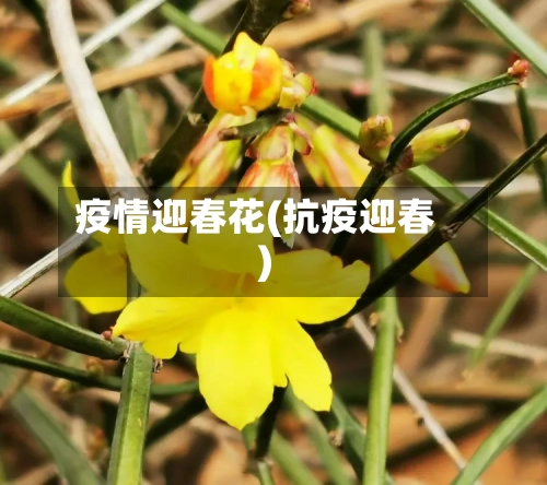 疫情迎春花(抗疫迎春)-第3张图片