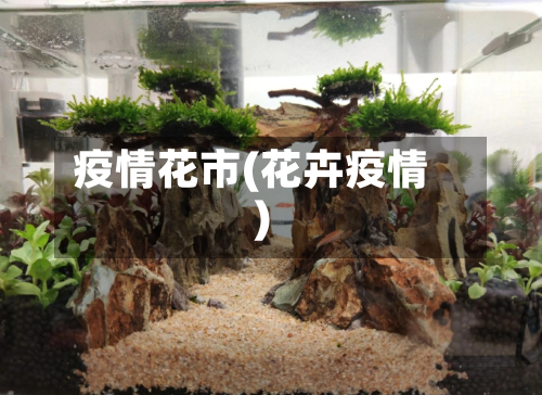 疫情花市(花卉疫情)