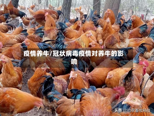 疫情养牛/冠状病毒疫情对养牛的影响-第2张图片
